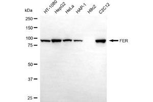 Western blotting analysis using FER antibody (ABIN7798591).
