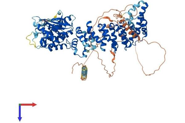 SCYL1 Protein (AA 1-806) (His tag)