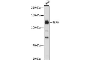 Western blot analysis of extracts of Raji cells, using TLR9 antibody (ABIN7270849) at 1:1000 dilution. (TLR9 Antikörper  (AA 350-450))