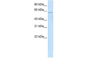WB Suggested Anti-ZNF426 Antibody   Titration: 2. (ZNF426 Antikörper  (N-Term))