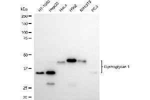 anti-Dystroglycan 1 (DAG1) antibody