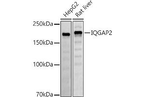 Western blot analysis of extracts of various cell lines, using IQG antibody (ABIN7268021) at 1:500 dilution. (IQGAP2 Antikörper)