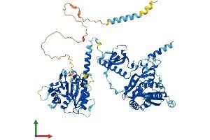 Protein Structure (PS) image for Chondroitin Polymerizing Factor (CHPF) (AA 1-774) protein (His tag) (ABIN7564050)
