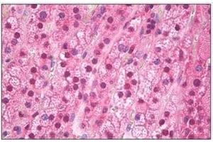 Immunohistochemistry (IHC) image for anti-Fat Mass and Obesity-Associated (FTO) (N-Term) antibody (ABIN782440) (FTO Antikörper  (N-Term))