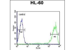 Rab5 Antibody (C-term) (ABIN390962 and ABIN2841145) flow cytometric analysis of HL-60 cells (right histogram) compared to a negative control cell (left histogram). (RAB5 Antikörper  (C-Term))