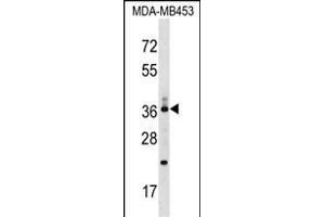 CD68/CD68 (kpi) Antibody (Center) (ABIN1538079 and ABIN2849014) western blot analysis in MDA-M cell line lysates (35 μg/lane). (CD68 Antikörper  (AA 209-237))