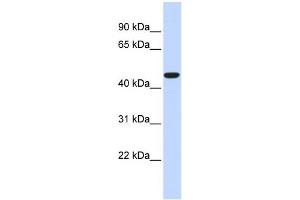 WB Suggested Anti-ACOT2 Antibody Titration: 0. (ACOT2 Antikörper  (Middle Region))