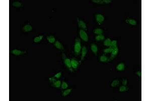 Immunofluorescent analysis of Hela cells using ABIN7165075 at dilution of 1:100 and Alexa Fluor 488-congugated AffiniPure Goat Anti-Rabbit IgG(H+L) (PRMT6 Antikörper  (AA 119-375))