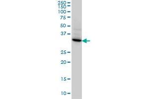 STX4A monoclonal antibody (M04), clone 6D1 Western Blot analysis of STX4A expression in HeLa . (Syntaxin 4 Antikörper  (AA 19-119))