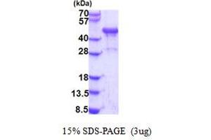 SDS-PAGE (SDS) image for NDRG Family Member 3 (NDRG3) (AA 1-363) protein (His tag) (ABIN5853915)