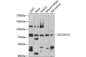 Western blot analysis of extracts of various cell lines, using SLC22 antibody (ABIN1682756, ABIN3019374, ABIN3019375 and ABIN6220852) at 1:1000 dilution. (SLC22A12 Antikörper  (AA 30-150))