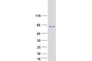 Western Blotting (WB) image for Drebrin-Like (DBNL) (Transcript Variant 2) protein (Myc-DYKDDDDK Tag) (ABIN2719762)