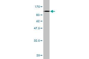 Western Blot detection against Immunogen (117.
