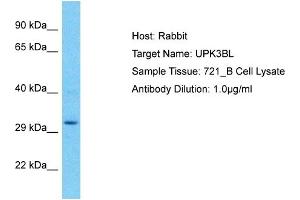 Host: Rabbit Target Name: UPK3BL Sample Type: 721_B Whole Cell lysates Antibody Dilution: 1. (UPK3BL Antikörper  (C-Term))