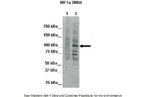 Lanes:   Lane 1: 80ug Chicken liver (nuclei)  Primary Antibody Dilution:   1:1000  Secondary Antibody:   Goat anti-rabbit IgG  Secondary Antibody Dilution:   1:2,000  Gene Name:   HIF1A  Submitted by:   Silvia Moore, Weill Medical College of Cornell University (HIF1A Antikörper  (Middle Region))