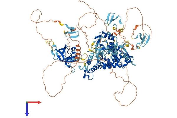 NEDD4-2 Protein (AA 1-1004) (His tag)