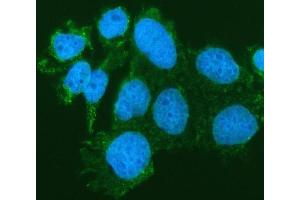 IF analysis of SIAE using anti-SIAE antibody (ABIN7600774). (SIAE Antikörper  (AA 230-523))