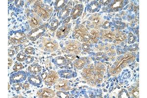 RPL8 antibody was used for immunohistochemistry at a concentration of 4-8 ug/ml to stain Epithelial cells of renal tubule (arrows) in Human Kidney.