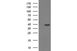 Image no. 8 for anti-Cell Division Cycle 123 Homolog (CDC123) antibody (ABIN1497388) (CDC123 Antikörper)