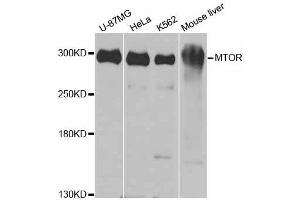 Western blot analysis of extracts of various cell lines, using MTOR antibody (ABIN6292920) at 1:1000 dilution. (MTOR Antikörper)