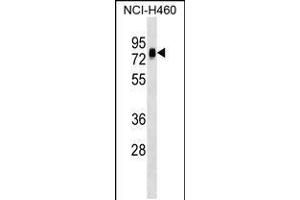 Western blot analysis in NCI-H460 cell line lysates (35ug/lane). (NAP1L3 Antikörper  (C-Term))