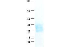 Validation with Western Blot (CD3 delta / epsilon Heterodimer protein (His tag))