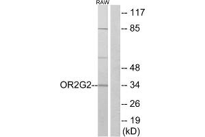 Western blot analysis of extracts from RAW264. (OR2G2 Antikörper  (C-Term))