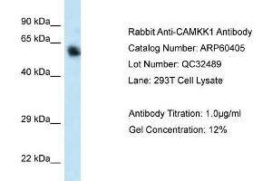 Western Blotting (WB) image for anti-Calcium/calmodulin-Dependent Protein Kinase Kinase 1, alpha (CAMKK1) (C-Term) antibody (ABIN786160) (CAMKK1 Antikörper  (C-Term))