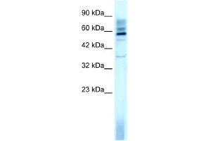 WB Suggested Anti-TAF15 Antibody Titration: 3. (TAF15 Antikörper  (N-Term))