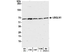 Western Blotting (WB) image for anti-Ubiquilin 1 (UBQLN1) (AA 1-50) antibody (ABIN7452656) (Ubiquilin 1 Antikörper  (AA 1-50))