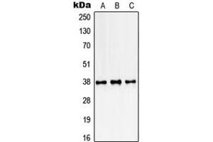 Western blot analysis of SSBP2 expression in K562 (A), NIH3T3 (B), rat kidney (C) whole cell lysates. (SSBP2 Antikörper  (N-Term))