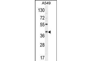 C5AR1 Antibody (Center) (ABIN654658 and ABIN2844355) western blot analysis in A549 cell line lysates (35 μg/lane). (C5AR1 Antikörper  (AA 175-201))