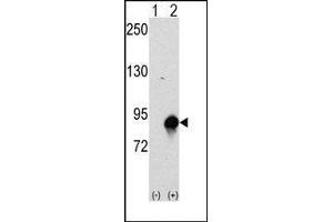 Western blot analysis of CUL4a (arrow) using rabbit polyclonal CUL4a Antibody (Cullin 4A Antikörper  (N-Term))