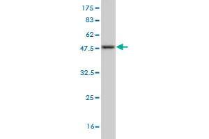 Nerve Growth Factor Receptor (TNFRSF16) Associated Protein 1 (NGFRAP1) (AA 1-110) Antikörper