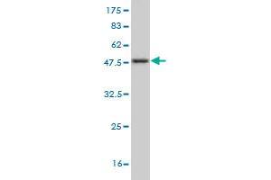 Western Blot detection against Immunogen (37.