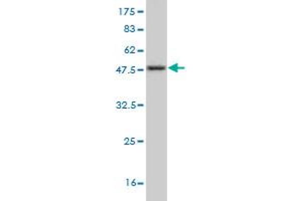Nerve Growth Factor Receptor (TNFRSF16) Associated Protein 1 (NGFRAP1) (AA 1-110) Antikörper