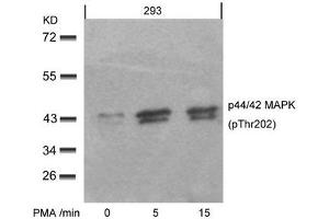 Western blot analysis of extracts from 293 cells untreated or treated with PMA for the indicated times, using p44/42 MAP Kinase(Phospho-Thr202) Antibody. (ERK1 Antikörper  (pThr202))