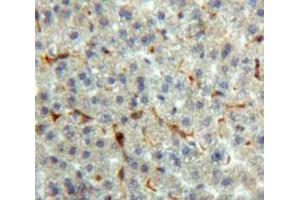 Used in DAB staining on fromalin fixed paraffin-embedded Liver tissue (Prothrombin Antikörper  (AA 44-198))