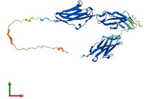 Protein Structure (PS) image for Myosin Binding Protein H-Like (MYBPHL) (AA 1-354) protein (His tag) (ABIN7549276)