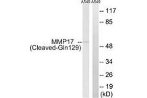 Western blot analysis of extracts from A549 cells, treated with etoposide 25uM 1h, using MMP17 (Cleaved-Gln129) Antibody. (MMP17 Antikörper  (Cleaved-Gln129))