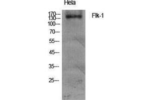 Western Blot (WB) analysis of specific cells using Flk-1 Polyclonal Antibody. (VEGFR2/CD309 Antikörper  (Ser7))