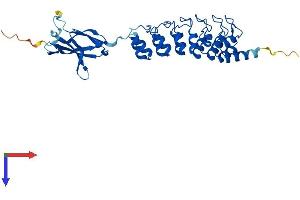 FANK1 Protein (AA 1-345) (His tag)