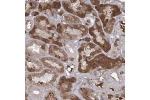 Immunohistochemical staining of human kidney with PLEKHA5 polyclonal antibody  shows strong cytoplasmic positivity in cells in tubules at 1:20-1:50 dilution.
