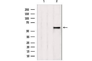 Western blot analysis of extracts from rat spleen, using AHCYL1 antibody. (AHCYL1 Antikörper  (N-Term))