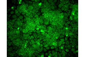 Immunocytochemistry/Immunofluorescence analysis using Mouse Anti-Erp57 Monoclonal Antibody, Clone Map. (PDIA3 Antikörper  (Atto 488))