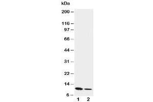 Western blot testing of Resistin antibody and Lane 1:  recombinant mouse protein 10ng
