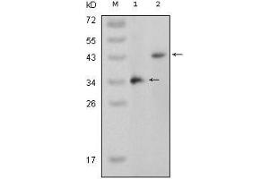 Western Blot showing MAPK11 antibody used against truncated MAPK11 recombinant protein (1) and full-length MAPK11 (aa1-363)-pcDNA3.