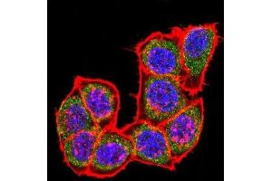 Immunofluorescence (IF) image for anti-Mitogen-Activated Protein Kinase 14 (MAPK14) antibody (ABIN3003280)