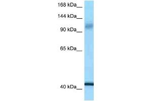 WB Suggested Anti-IARS2 Antibody Titration: 1. (IARS2 Antikörper  (C-Term))