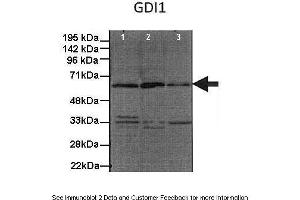 Human, Mouse (GDI1 Antikörper  (C-Term))